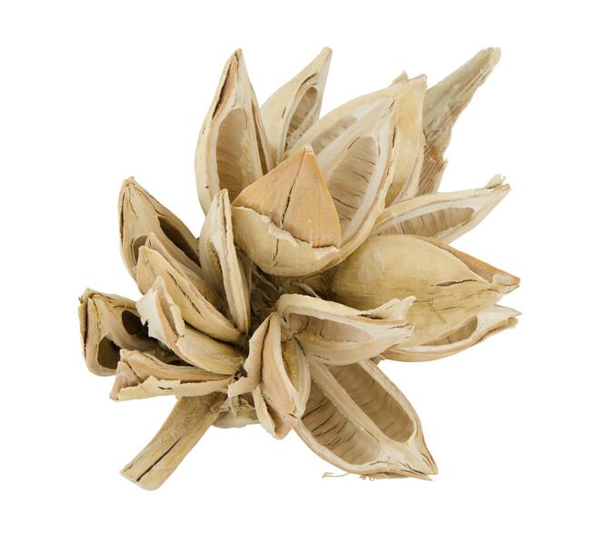 Penca sororoca medium - Cream