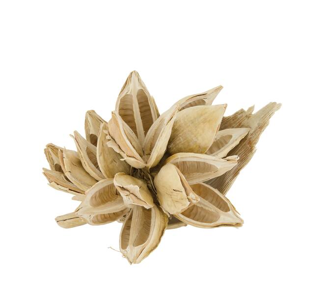 Penca sororoca medium - Cream