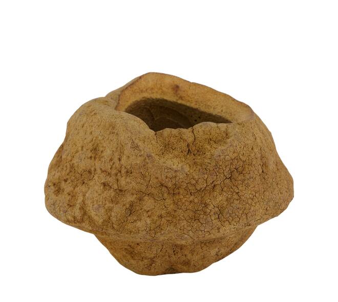 Sapucaja 12-18cm - Natural