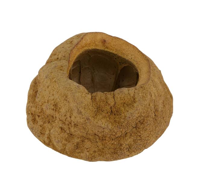 Sapucaja 12-18cm - Natural