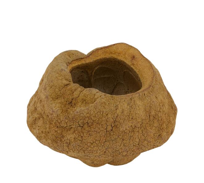 Sapucaja 12-18cm - Natural