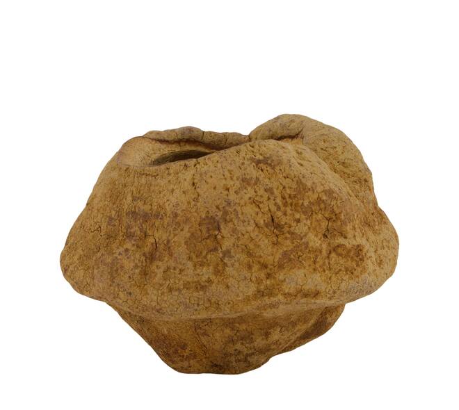 Sapucaja 12-18cm - Natural