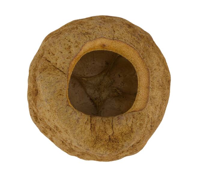 Sapucaja 12-18cm - Natural