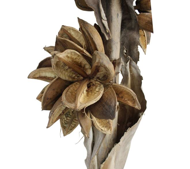 Sororoca 3 flowers nature 76x25x20cm - Natural