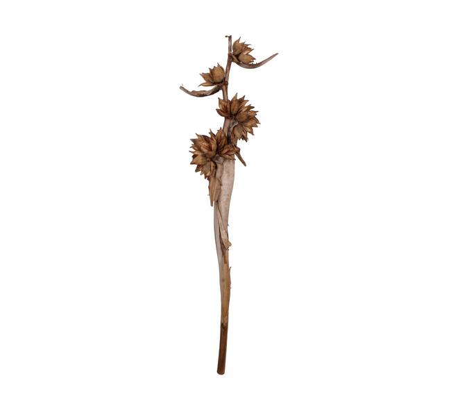Sororoca trunk 150-170cm
