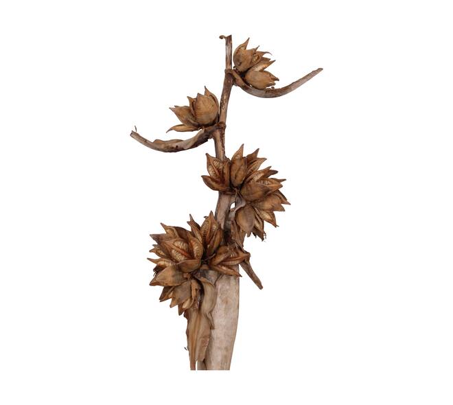 Sororoca trunk 150-170cm