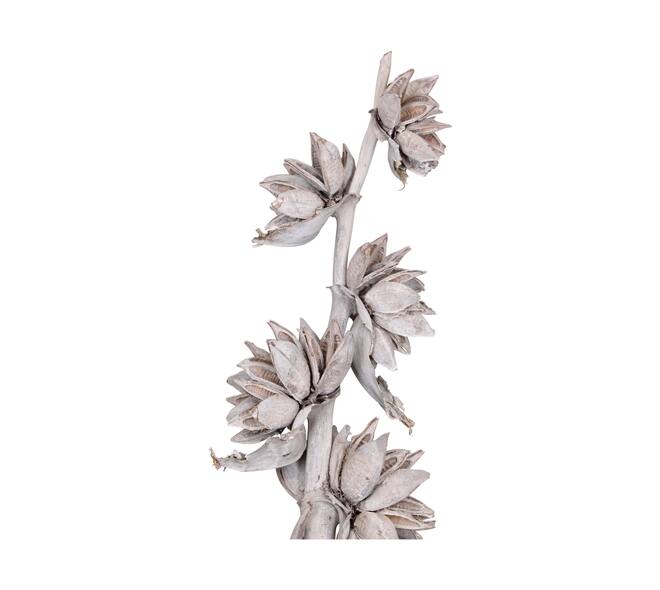 Sororoca trunk 150-170cm - White