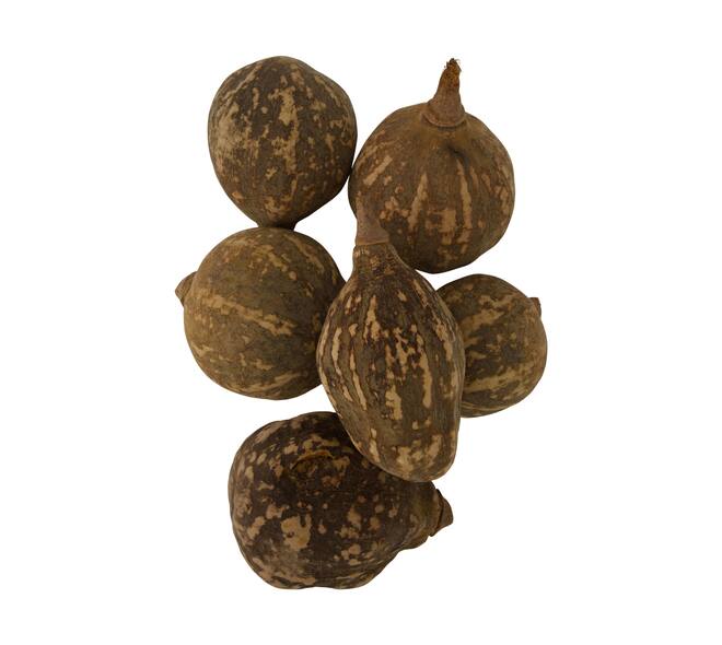 Baobab big 12-20cm 6pc