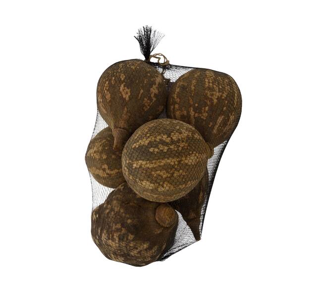 Baobab big 12-20cm 6pc