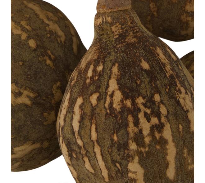 Baobab big 12-20cm 6pc