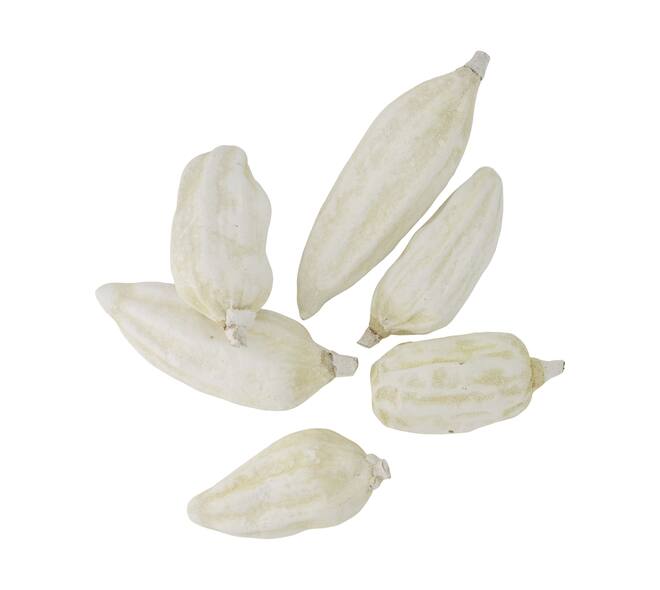 Baobab big 12-20cm 6pc - White