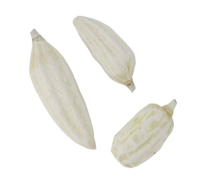 Baobab big 12-20cm 6pc - White
