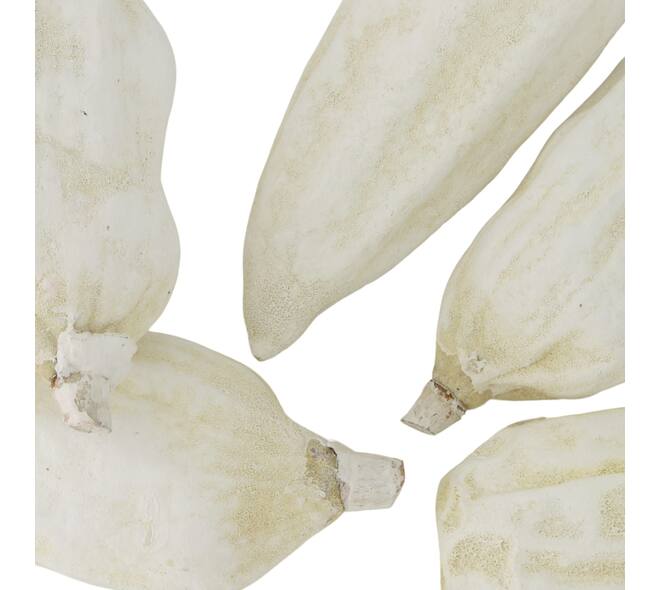 Baobab big 12-20cm 6pc - White