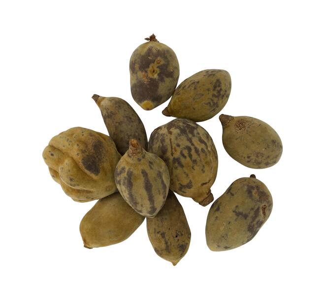Baobab medium 8-12cm 10pc - Natural