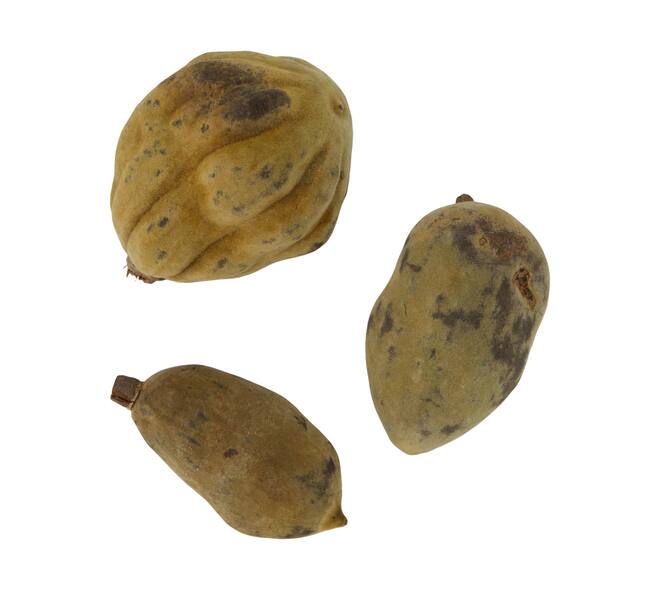 Baobab medium 8-12cm 10pc - Natural