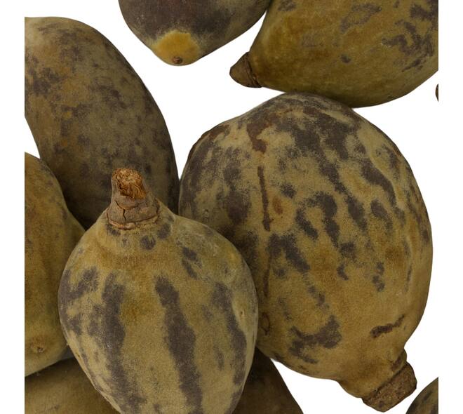Baobab medium 8-12cm 10pc - Natural