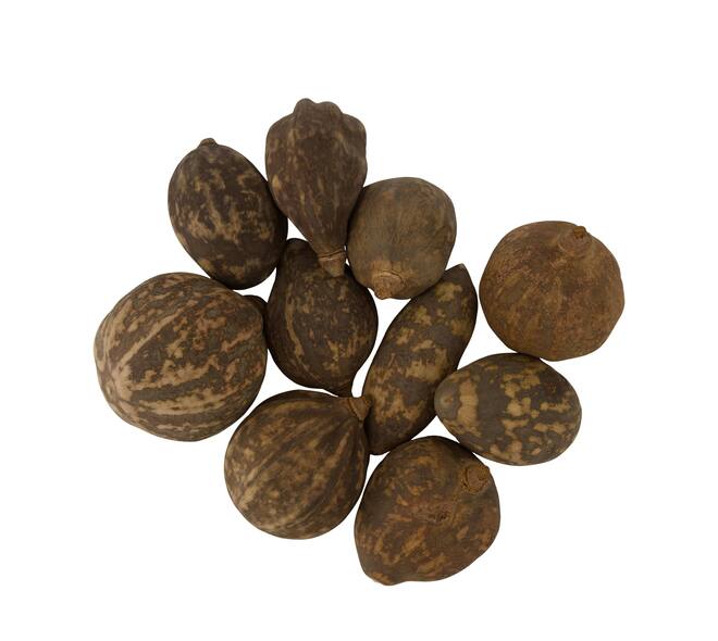 Baobab medium 8-12cm 10pc
