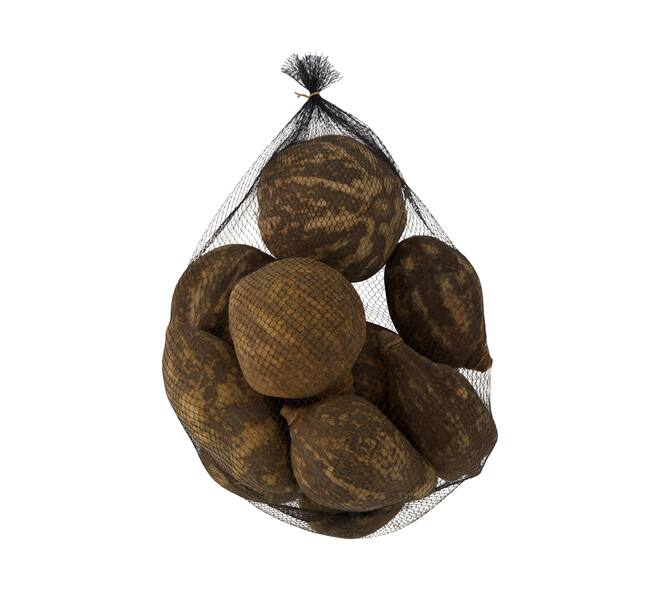 Baobab medium 8-12cm 10pc