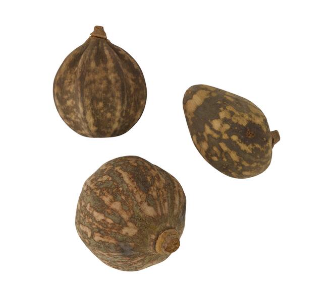 Baobab medium 8-12cm 10pc