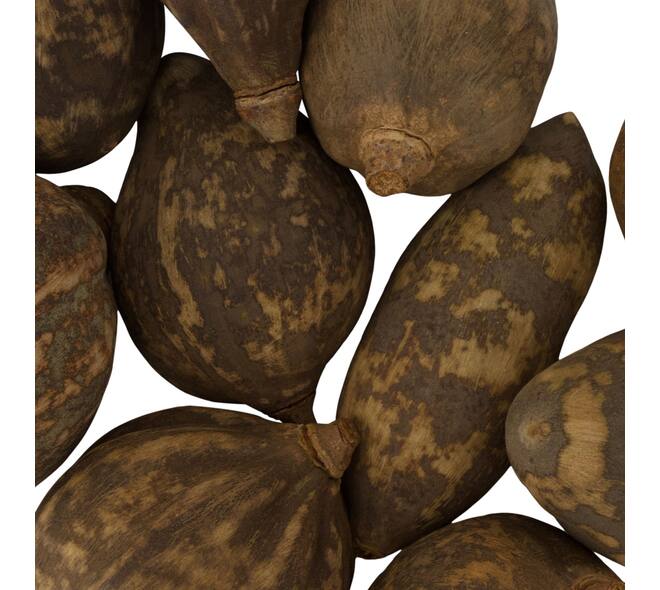 Baobab medium 8-12cm 10pc