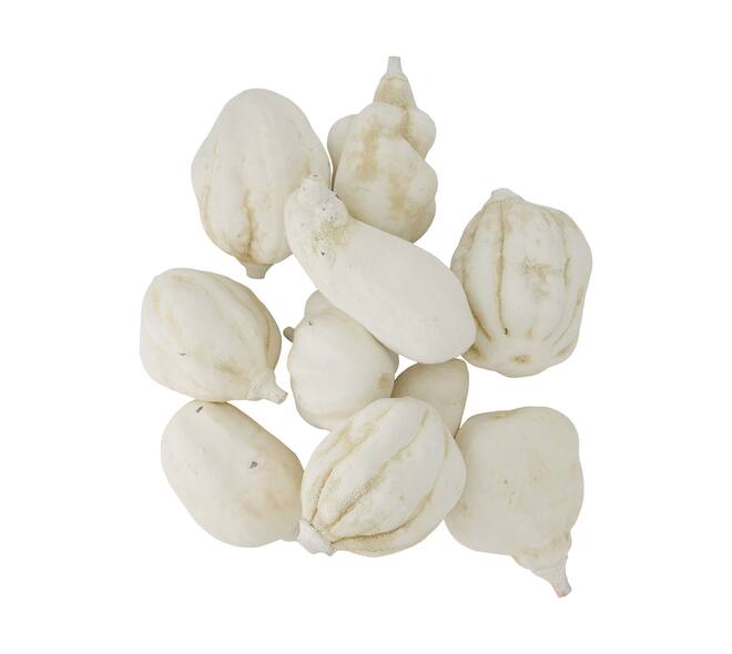Baobab medium 8-12cm 10pc - White