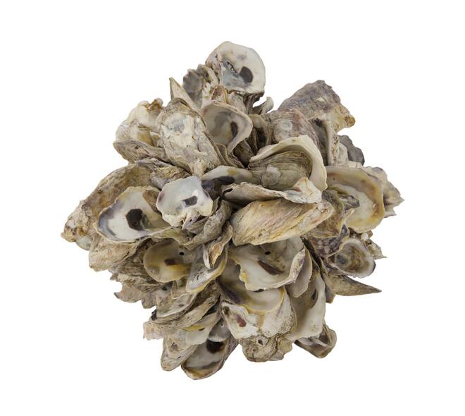 Ball oyster nature 20x20x20cm