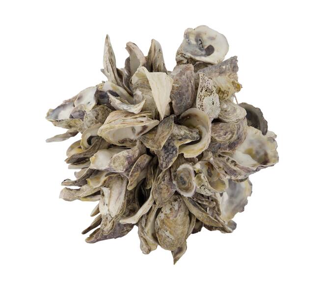 Ball oyster nature 20x20x20cm