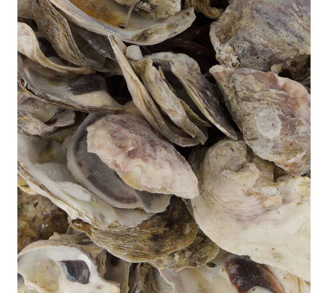 Ball oyster nature 20x20x20cm