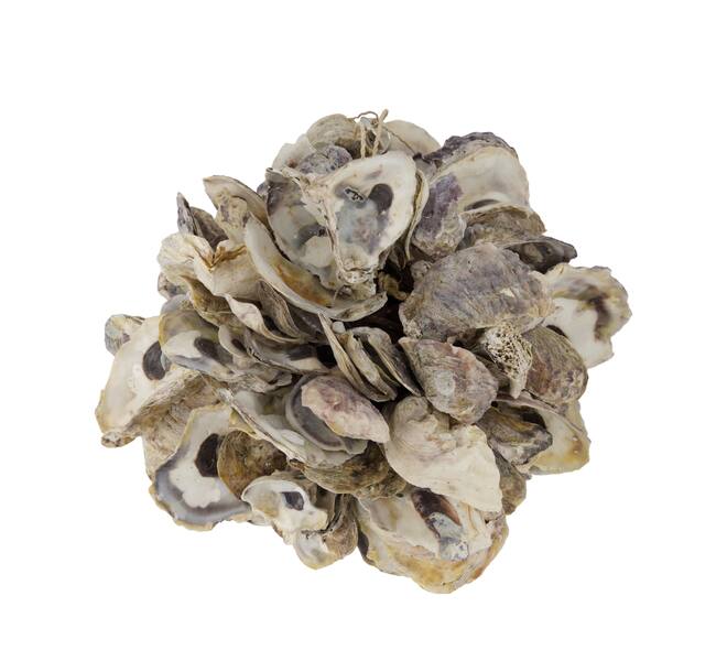 Ball oyster nature 20x20x20cm