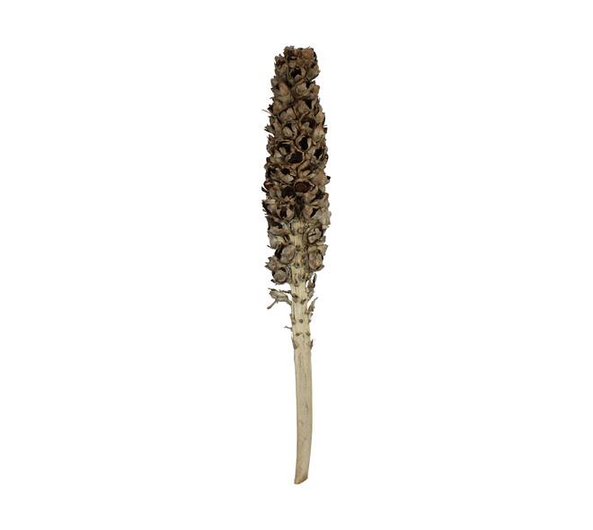 Cacho de coco with stem 140-160cm - Natural