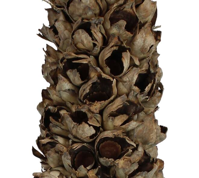 Cacho de coco with stem 140-160cm - Natural
