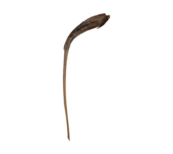 Palmsing 150-180cm - Natural