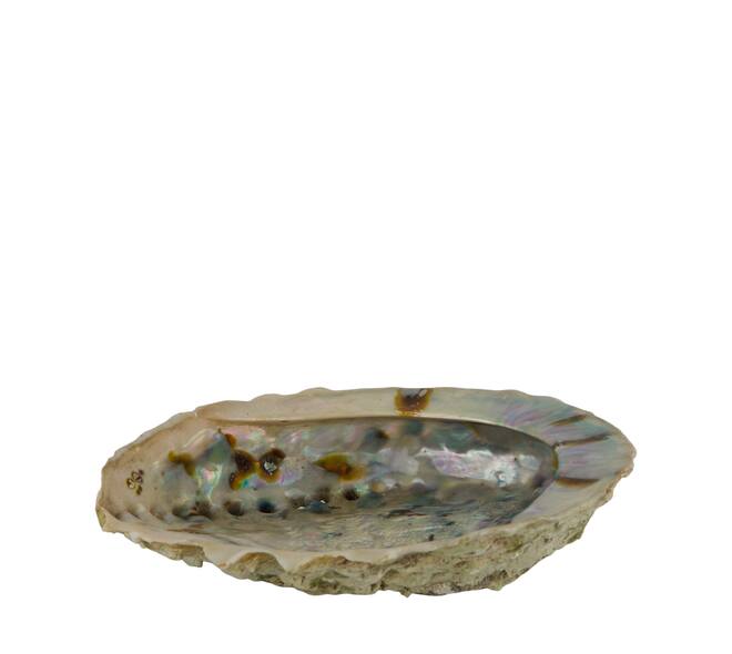 Shell abalone large nature 14x11x2.5cm - Natural