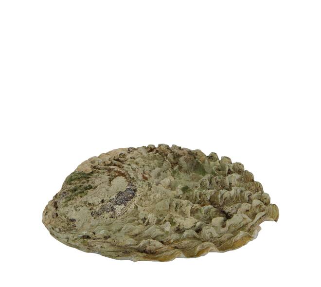 Shell abalone large nature 14x11x2.5cm - Natural