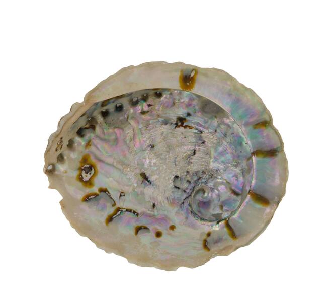Shell abalone large nature 14x11x2.5cm - Natural