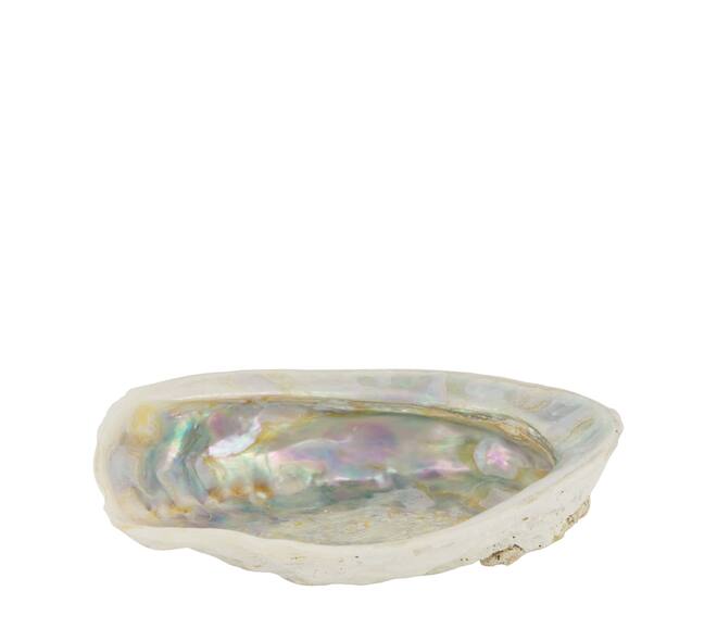 Shell abalone large nature 14x11x3cm - Cream