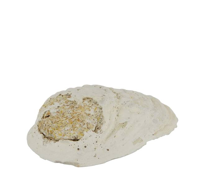 Shell abalone large nature 14x11x3cm - Cream