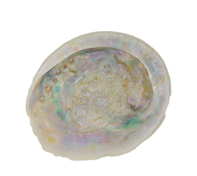Shell abalone large nature 14x11x3cm - Cream