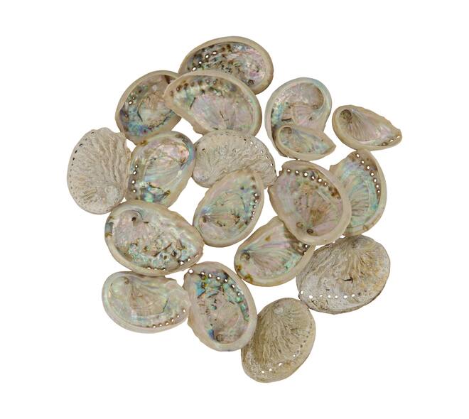 Shell abalone mini nature 21x10x3cm 200gr - Natural