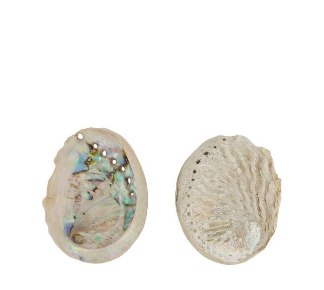 Shell abalone mini nature 21x10x3cm 200gr - Natural