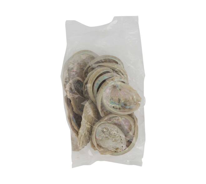Shell abalone mini nature 21x10x3cm 200gr - Natural