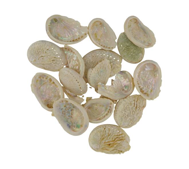 Shell abalone mini nature 21x10x3cm 200gr - Cream