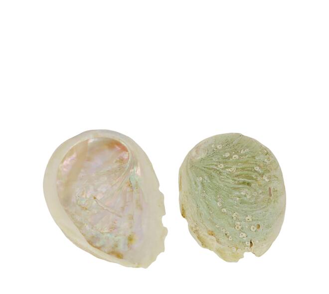 Shell abalone mini nature 21x10x3cm 200gr - Cream