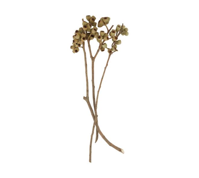 Branch ambernut nature 35x10x6cm