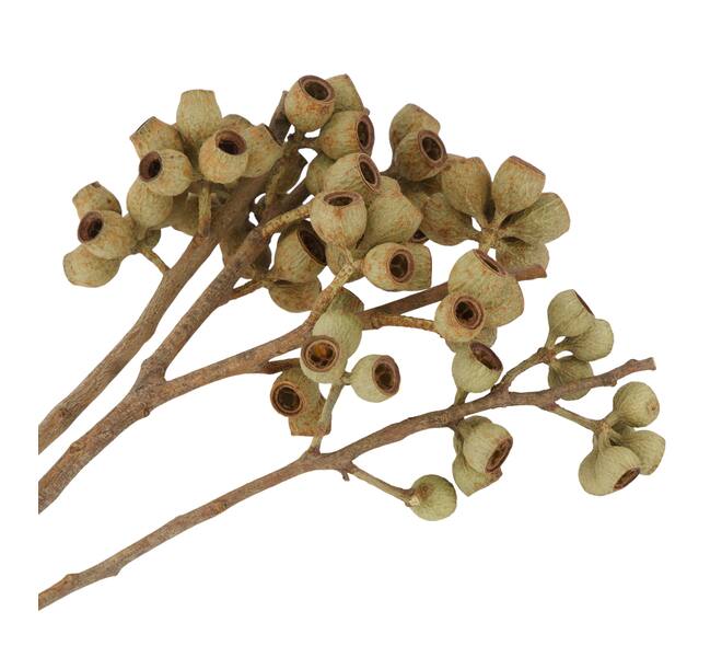 Branch ambernut nature 35x10x6cm