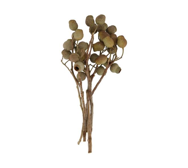 Branch bellgums nature 35x25x12cm - Natural