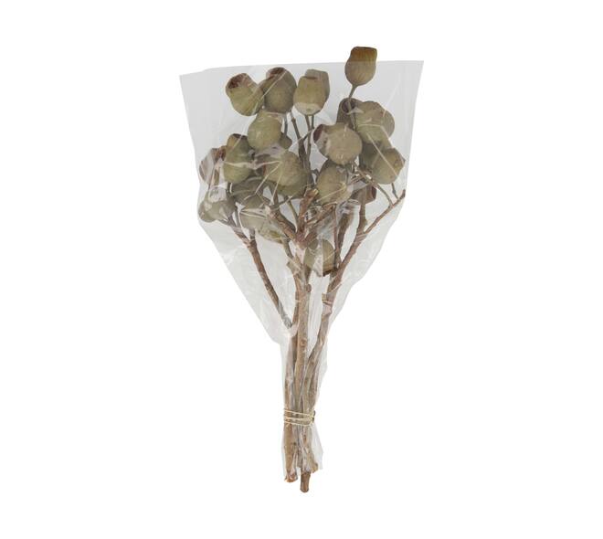 Branch bellgums nature 35x25x12cm - Natural
