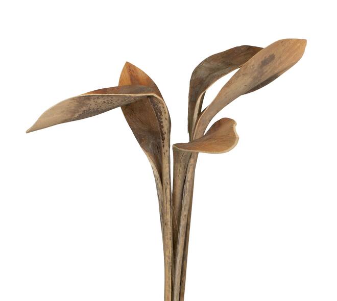Branch shoe horn nature 67x20x8cm 5pc