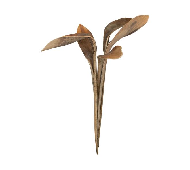 Branch shoe horn nature 67x20x8cm 5pc