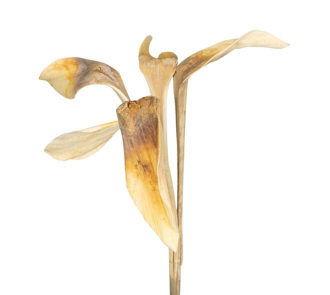 Branch shoe horn nature 67x20x8cm 5pc - Cream